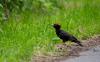 Schwarzspecht ( Dryocopus martius ) Schwarzspecht ( Dryocopus martius )