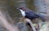 Wasseramsel (Cinclus cinclus gularis) Wasseramsel (Cinclus cinclus gularis)
