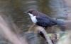 Wasseramsel (Cinclus cinclus gularis)