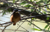 Eisvogel ( Alcedo atthis ) Kingfisher