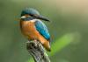 Eisvogel ( Alcedo atthis ) Kingfisher