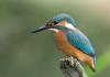 Eisvogel ( Alcedo atthis ),Kingfisher