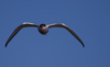Fluss-Seeschwalbe (Sterna hirundo) Fluss-Seeschwalbe (Sterna hirundo)