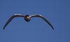 Fluss-Seeschwalbe (Sterna hirundo)