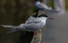 Flussseeswchalbe ( Sterna hirundo )