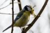 Blaumeise ( Cyanistes caeruleus ) Blaumeise ( Cyanistes caeruleus )