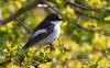 Trauerschnäpper ( Ficedula hypoleuca )