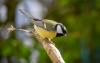 Kohlmeise ( Parus major ) Kohlmeise ( Parus major )