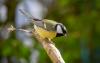 Kohlmeise ( Parus major )