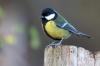 Kohlmeise ( Parus major )