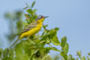 Schafstelze ( Motacilla flava )