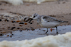 Sanderling