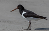 Austernfischer (Haematopus ostralegus )