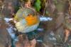 Rotkehlchen ( Erithacus ) Rotkehlchen ( Erithacus )